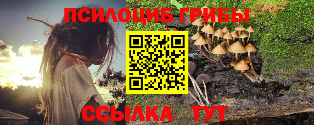 Псилоцибиновые грибы мицелий Верхняя Пышма